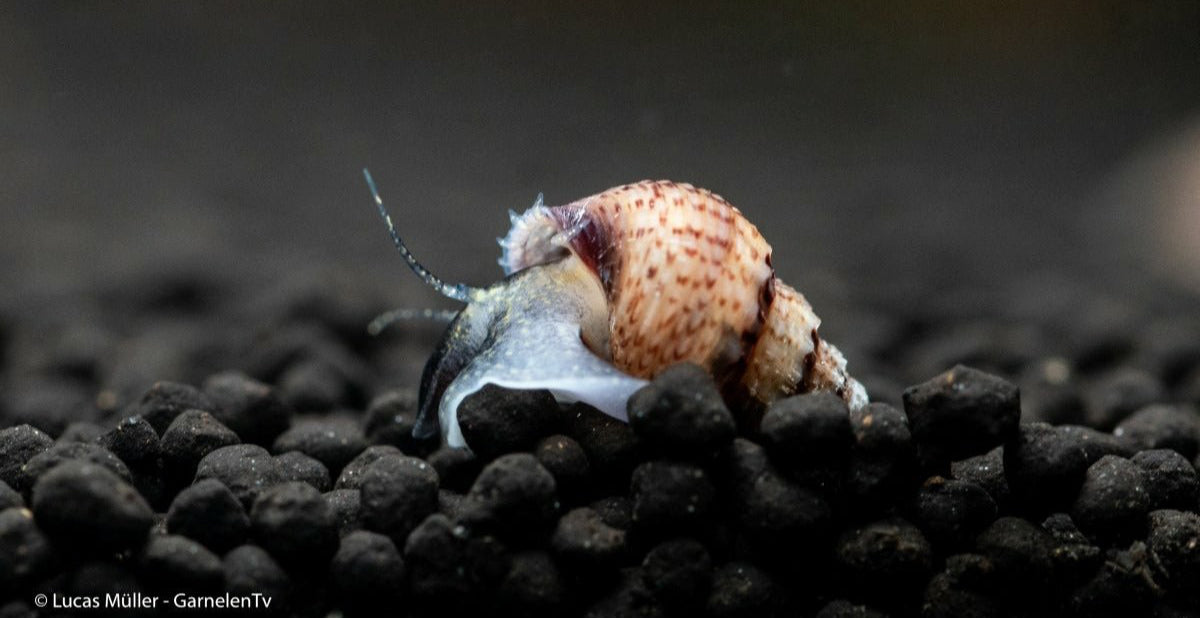 Genoppte Turmdeckelschnecke auf Aquarium-Bodengrund mit Pflanzen

