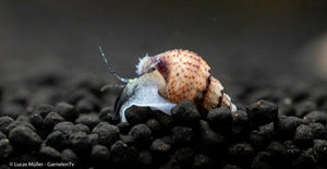 Genoppte Turmdeckelschnecke auf Aquarium-Bodengrund mit Pflanzen

