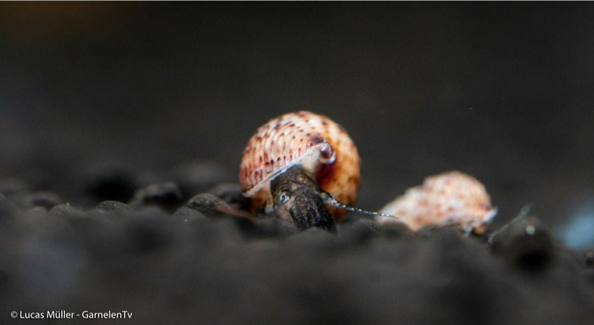 Melanoides granifera mit braunem Gehäuse und Punktmuster