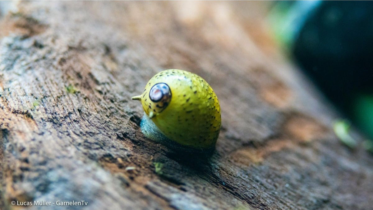 Bunte Geweihschnecke auf Aquariumboden