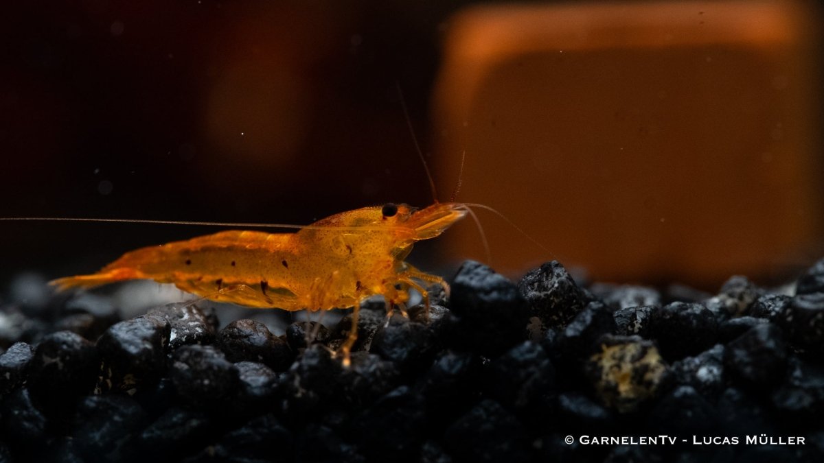 Gruppe von Tangerine Tiger Garnelen in Naturaquarium