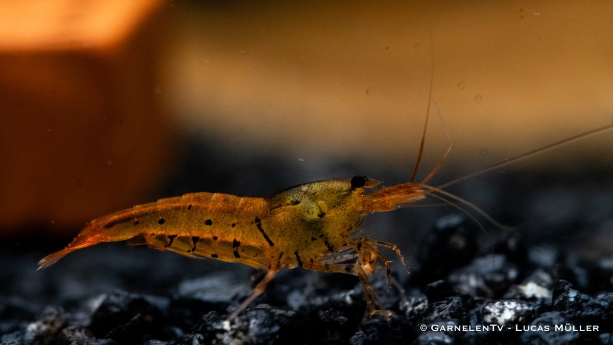 Tangerine Tiger Garnele von Caridina cantonensis
