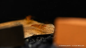 Caridina cantonensis DNZ von oben