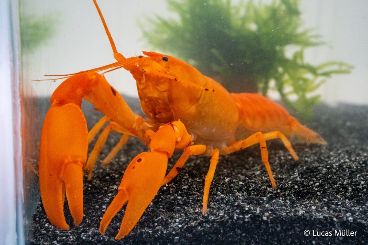 Goldener Cherax, Cherax cf. snowden - GarnelenTv-Shop

Goldener Cherax Cherax cf. Snowden im Aquarium

