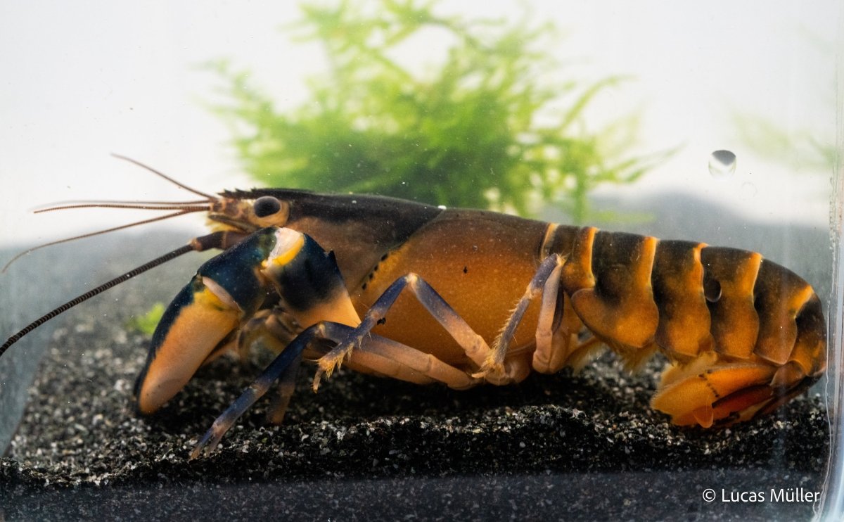Green Hornet Flusskrebs - Cherax sp. - GarnelenTv-Shop

Green Hornet Flusskrebs Cherax sp. in Aquarium

