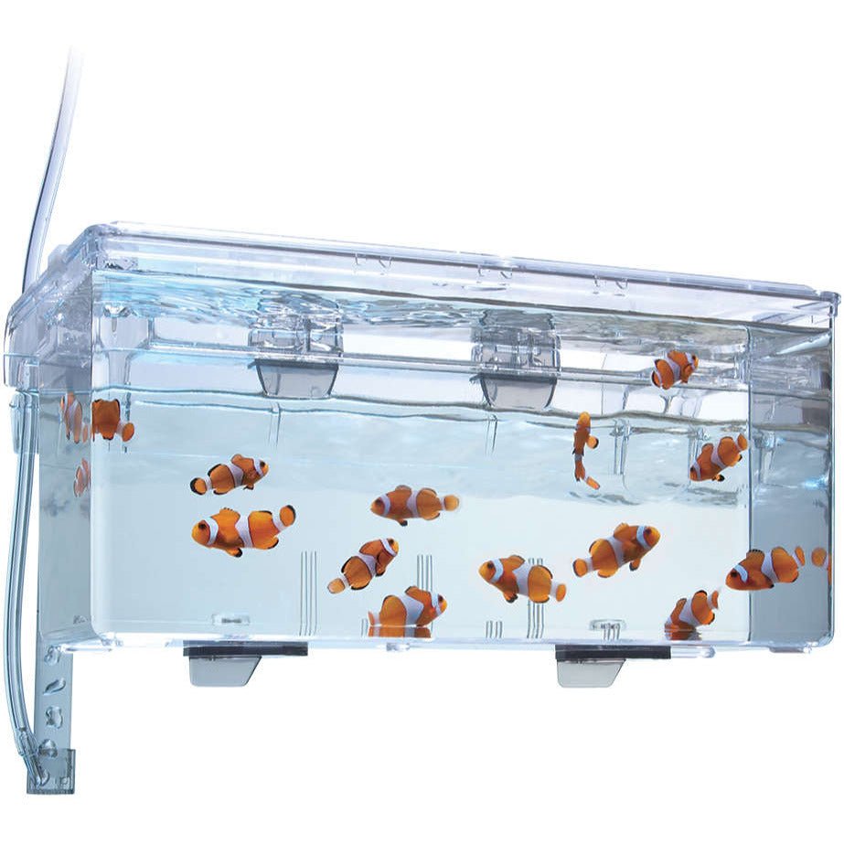 Hang-On Breeding Box L - Fluval - GarnelenTv-Shop

Fluval Hang-On Aufzuchtbox außen am Aquarium

