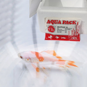 Aquapack für Pflanzenversand im Winter