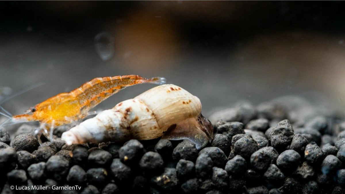 Indische / Malaiische Turmdeckelschnecke - Melanoides tuberculata (DNZ) - GarnelenTv-Shop