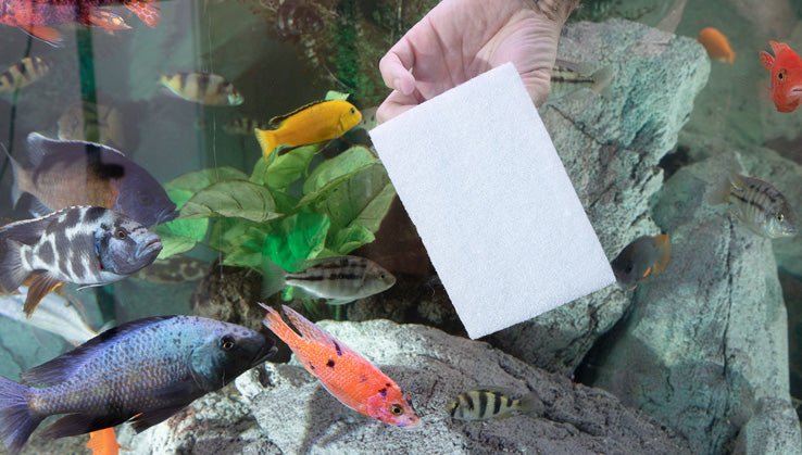 JÖST - Catfish-Halter - GarnelenTv-Shop

JÖST Catfish-Halter Set für Aquarienreinigung

