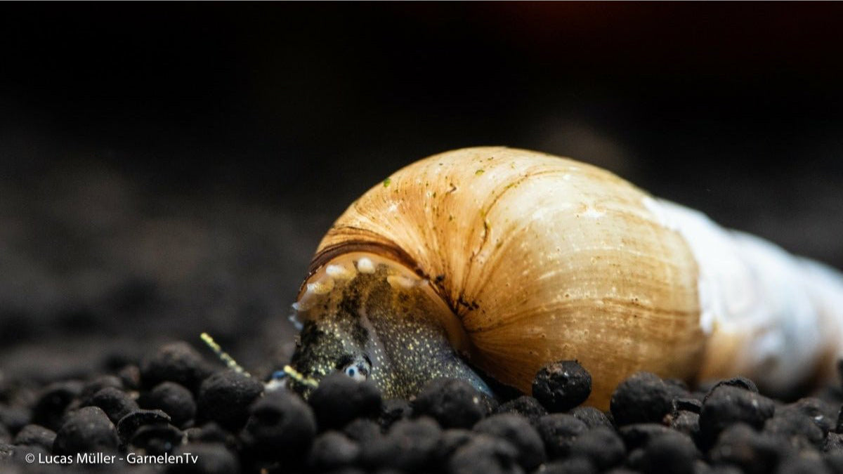 Mokka Turmdeckelschnecke - Melanoides tuberculata (DNZ) - GarnelenTv-Shop


Mokka Turmdeckelschnecke Gehäuse

