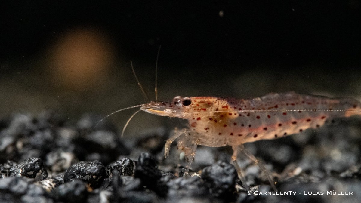 Orange Amanogarnele - Caridina multidentata var. "orange" - GarnelenTv-Shop