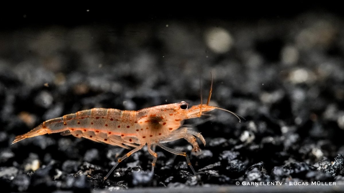 Orange Amanogarnele - Caridina multidentata var. "orange" - GarnelenTv-Shop