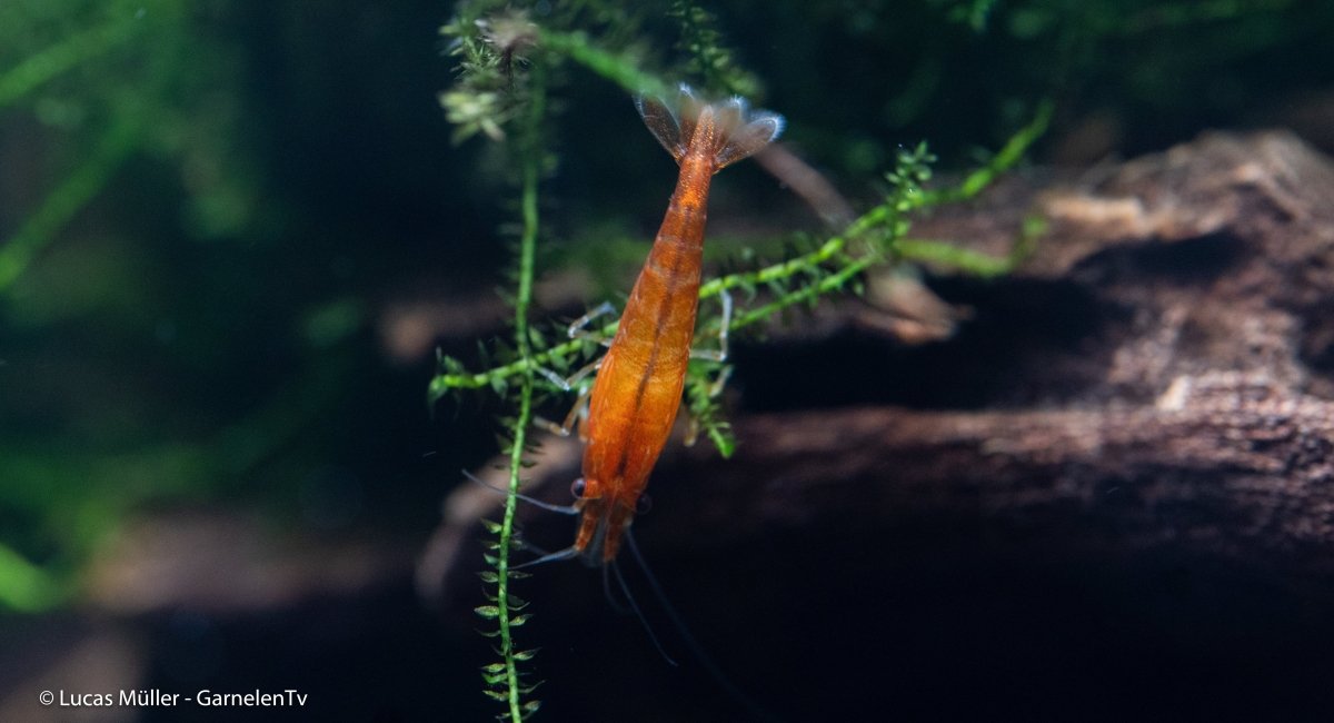 Orange Fire Garnele - Neocaridina davidi "Orange" (DNZ) - GarnelenTv-Shop

Orange Fire Garnele – leuchtende Neocaridina davidi im Aquarium
