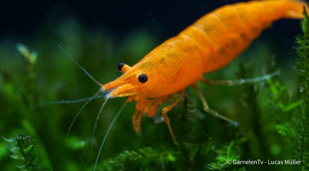 Orange Fire Garnele - Sakura Sunkist Garnele - Neocaridina davidi "Orange" (DNZ) - GarnelenTv-Shop

Weibliche Orange Fire Sakura Garnele mit intensiver Färbung

