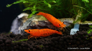 Orange Fire Garnele - Sakura Sunkist Garnele - Neocaridina davidi "Orange" (DNZ) - GarnelenTv-Shop

Lebendige orange Orange Fire Sakura Garnele

