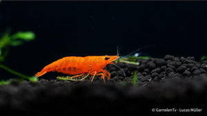 Orange Fire Garnele - Sakura Sunkist Garnele - Neocaridina davidi "Orange" (DNZ) - GarnelenTv-Shop

Neocaridina davidi "Orange" Garnele im Detail

