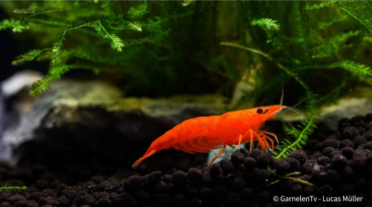 Aquarium mit Orange Fire Sakura Garnelen