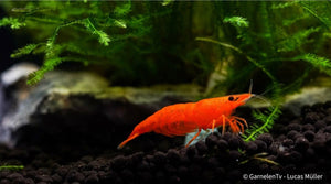 Aquarium mit Orange Fire Sakura Garnelen