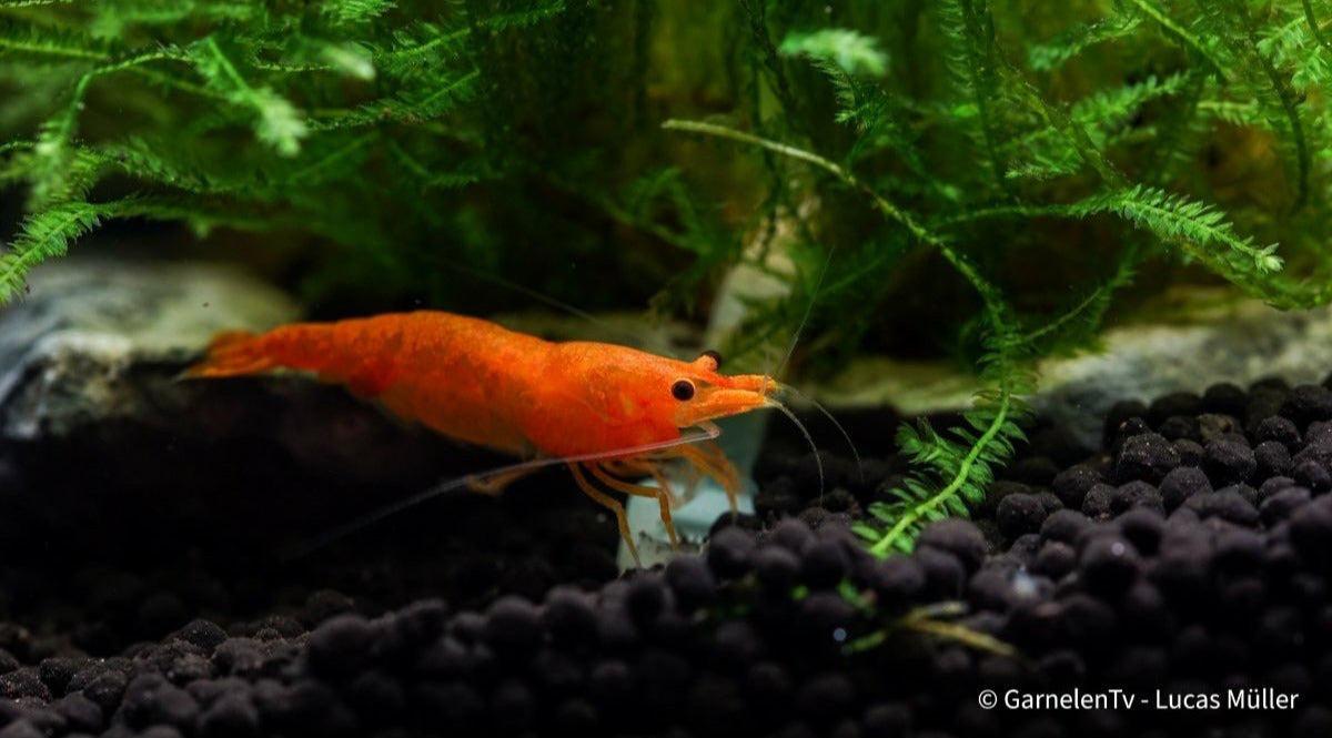 Orange Fire Garnele - Sakura Sunkist Garnele - Neocaridina davidi "Orange" (DNZ) - GarnelenTv-Shop

Naheaufnahme der Orange Fire Sakura Garnele

