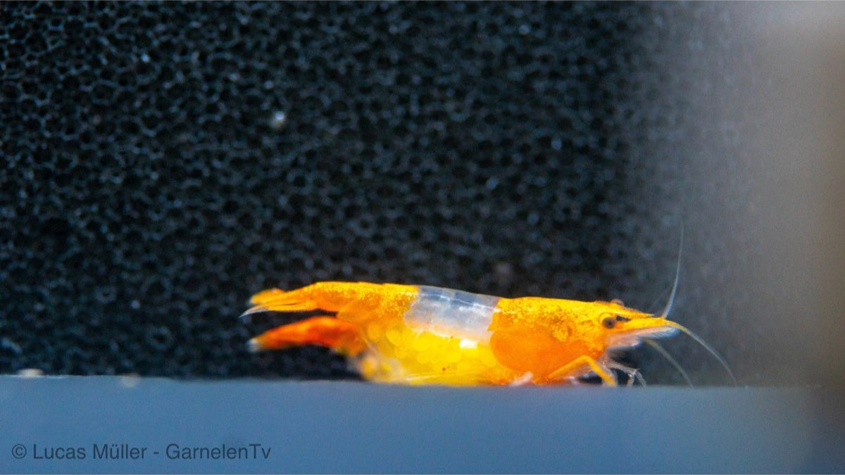 Orange Rili Sakura Garnelen - Neocaridina davidi “Orange Rili” - GarnelenTv-Shop

Orange Rili Sakura Garnelen mit einzigartigem Muster im Aquarium

