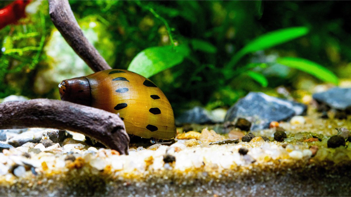 Vittina semiconica Schnecke im Indopazifik