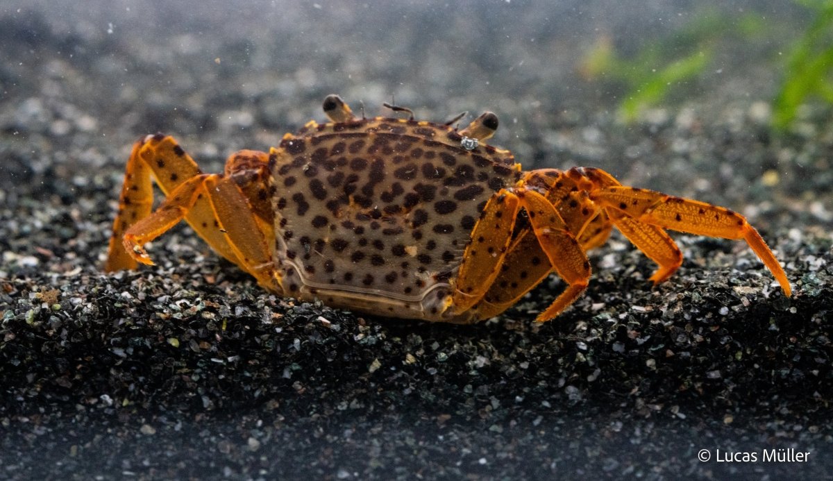 Parathelphusa pantherina auf Landteil mit Moos