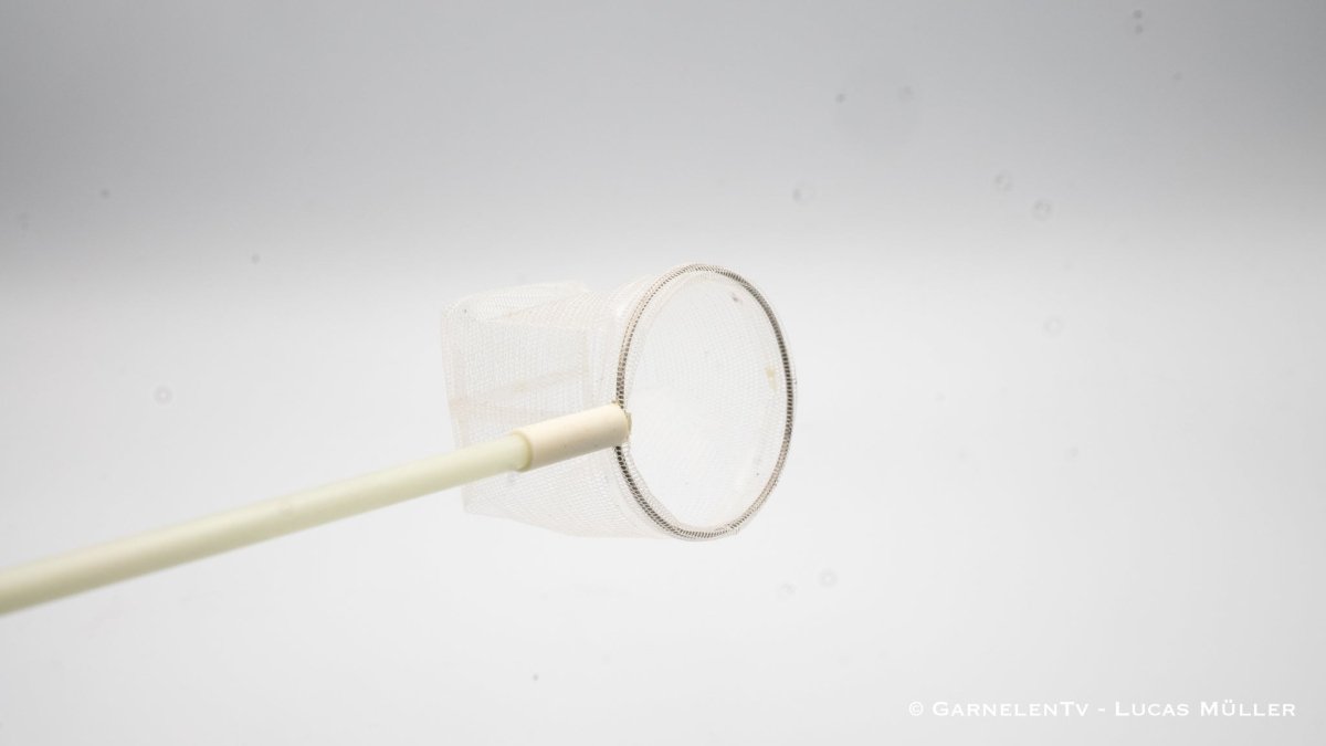 Profi Garnelenkescher | Fiberglas 35 cm - GarnelenTv-Shop

Feines Netz Garnelenkescher
