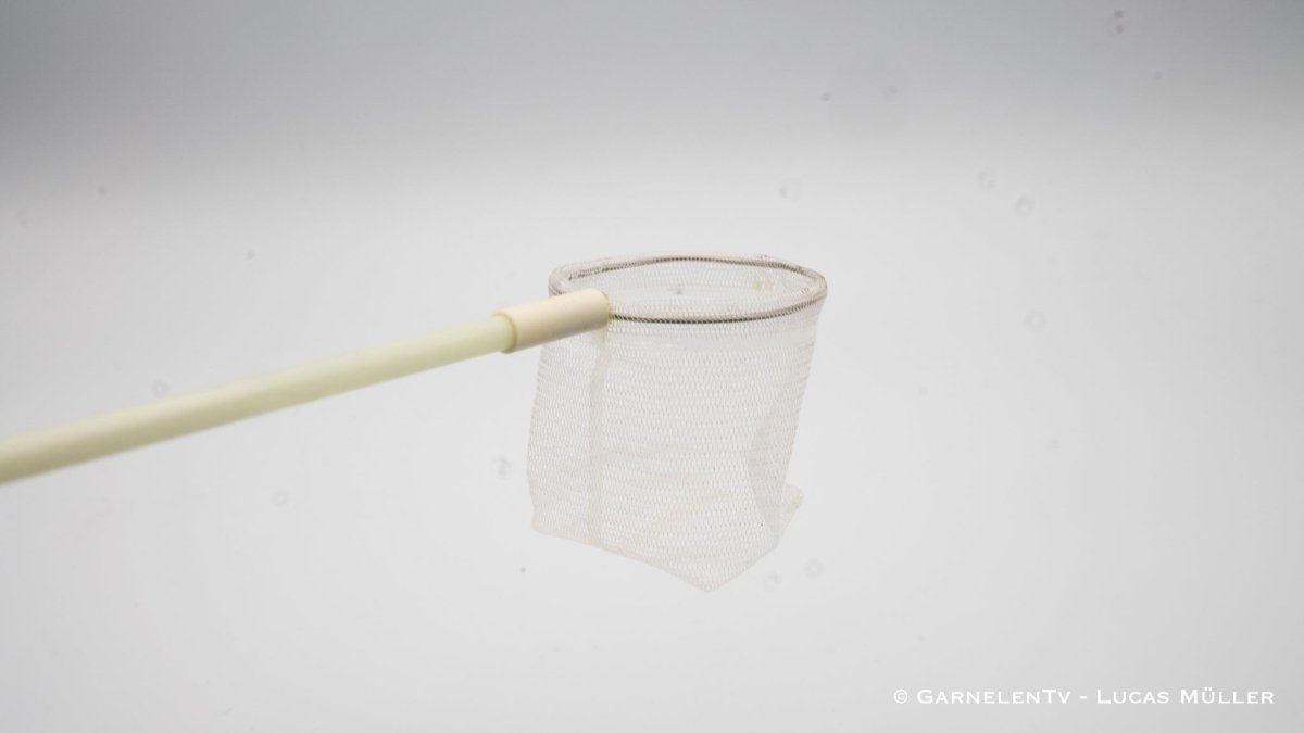Profi Garnelenkescher | Fiberglas 35 cm - GarnelenTv-Shop

Profi Garnelenkescher mit Fiberglas Stiel
