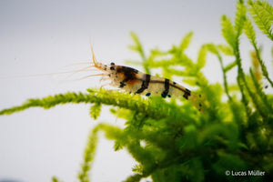 Raccoon Tigergarnele - Caridina sp - GarnelenTv-Shop