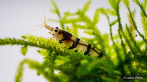 Raccoon Tigergarnele - Caridina sp - GarnelenTv-Shop

Raccoon Tigergarnele Caridina sp im Aquarium

