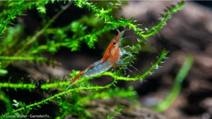 Red Rili Garnele, Kohaku Shrimp - Neocaridina davidi "Red Rili" (DNZ) - GarnelenTv-Shop

Transparent-rote Red Rili Garnele Nahaufnahme

