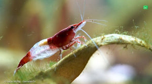 Red Rili Garnele, Kohaku Shrimp - Neocaridina davidi "Red Rili" (DNZ) - GarnelenTv-Shop

Red Rili Garnele mit kräftiger Kopfzeichnung

