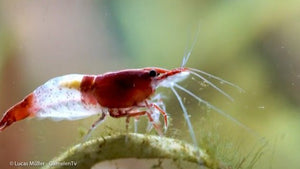 Red Rili Garnele, Kohaku Shrimp - Neocaridina davidi "Red Rili" (DNZ) - GarnelenTv-Shop

Gruppe Red Rili Garnelen beim Fressen

