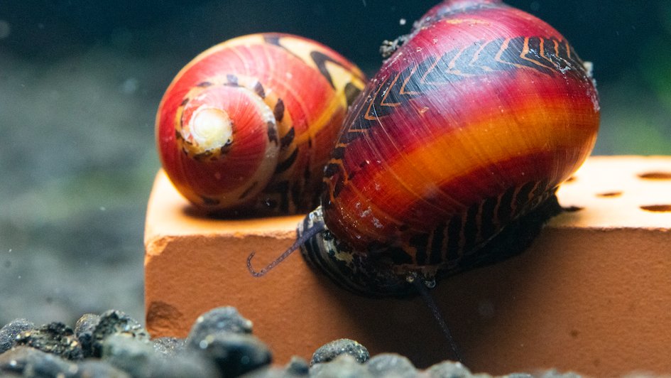 Rennschnecke "rote" - GarnelenTv-Shop

Rote Rennschnecke Vittina waigiensis im Aquarium