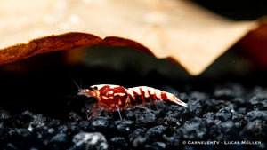 Rote Pinto Zebra Garnele - Shadow Garnele - Taiwan Bee - Caridina sp. - GarnelenTv-Shop

Rote Pinto Zebra Garnele mit lebendiger roter Färbung


