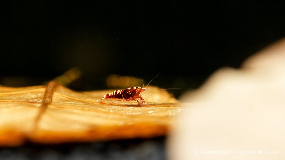 Rote Pinto Zebra Garnele - Shadow Garnele - Taiwan Bee - Caridina sp. - GarnelenTv-Shop

Shadow Garnele Taiwan Bee Rote Pinto im Aquarium


