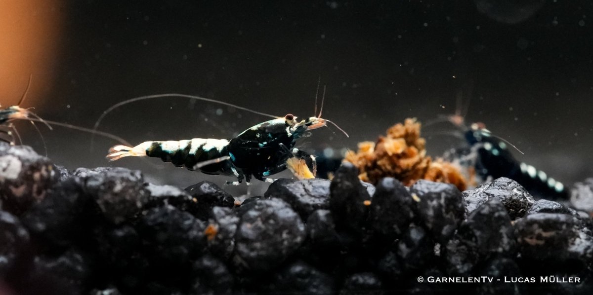 Schwarze Pinto Garnele - Shadow Garnele - Taiwan Bee - Caridina sp - GarnelenTv-Shop

Schwarze Pinto Garnele mit dunklen Mustern im Aquarium

