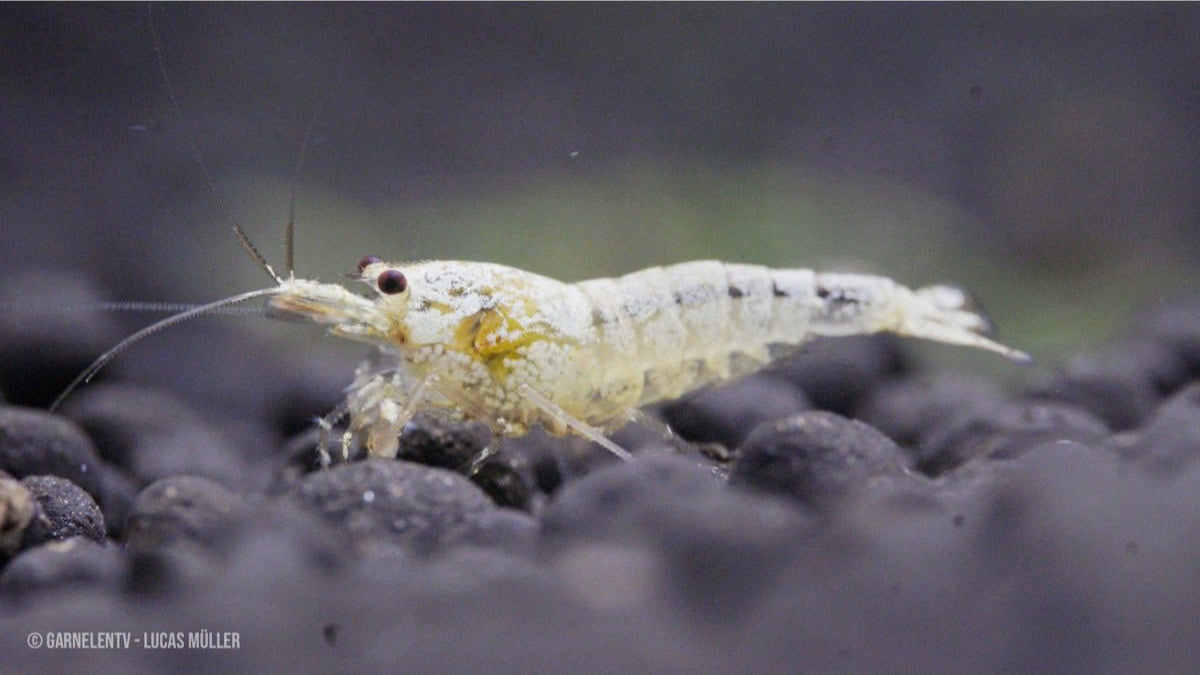 Caridina logemanni mit weißer Farbe