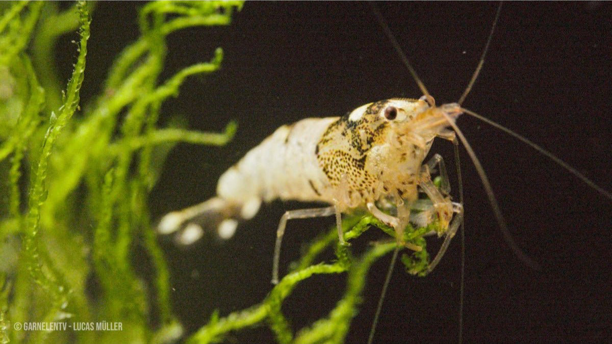 Spotted Head Bee Black K12 Garnelen für Aquarienliebhaber