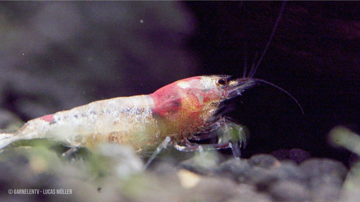 Spotted Head Bee Red K12 Garnelen für Aquarienliebhaber