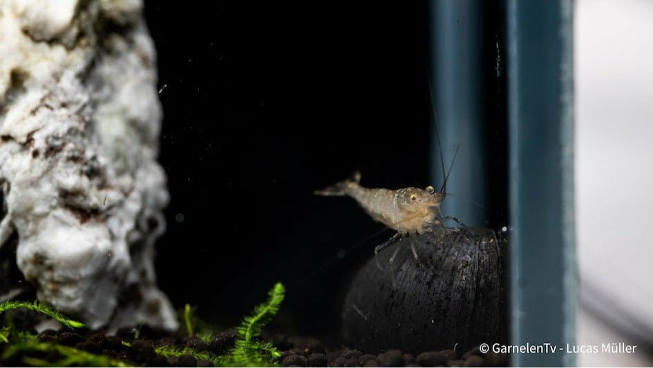 Sulawesi Algengarnele Malawa im bepflanzten Aquarium