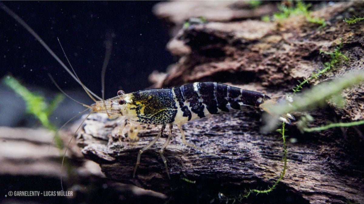 Super Crystal Black Garnele - Caridina logemanni (DNZ) - GarnelenTv-Shop