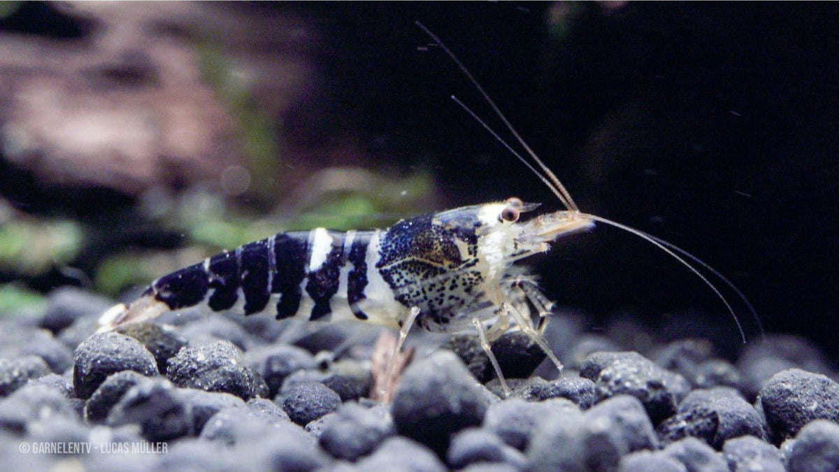 Caridina logemanni Super Crystal Black – Ideal für Friedliche Aquarien