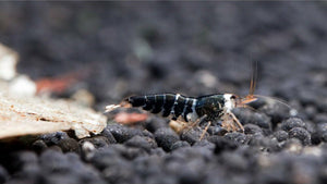 Super Crystal Black Garnele - Caridina logemanni (DNZ) - GarnelenTv-Shop


Super Crystal Black Garnele im Aquarium – Caridina logemanni

