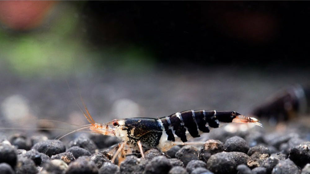 Super Crystal Black Garnele - Caridina logemanni (DNZ) - GarnelenTv-Shop


Super Crystal Black Garnele im Aquarium – Caridina logemanni

