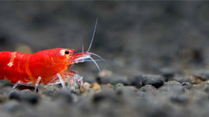 Caridina logemanni mit kräftiger Rotfärbung