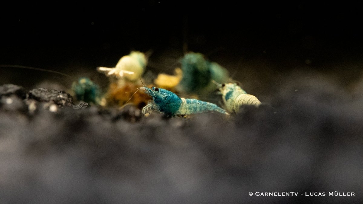 Taiwan Bee - Blue Bolt - Caridina sp. - GarnelenTv-Shop

Taiwan Bee Blue Bolt Garnele in einem Aquarium


