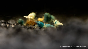 Taiwan Bee - Blue Bolt - Caridina sp. - GarnelenTv-Shop

Taiwan Bee Blue Bolt Garnele in einem Aquarium


