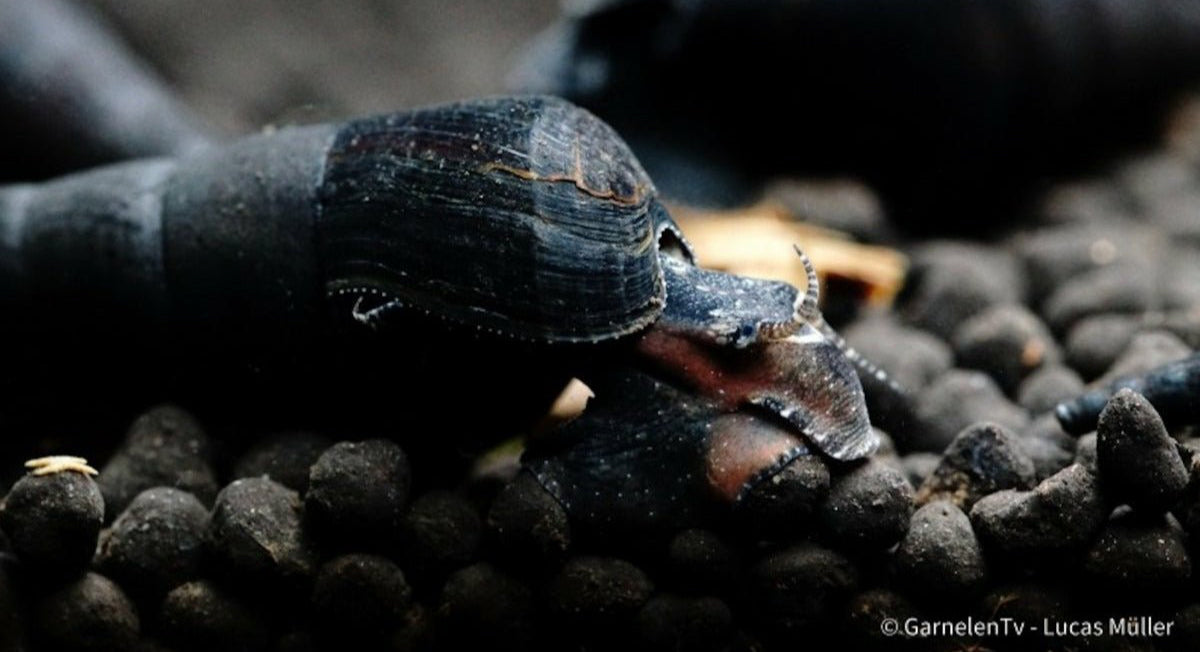 Teufelsdornschnecke - Faunus ater - GarnelenTv-Shop


Teufelsdornschnecke Faunus ater im tropischen Aquarium

