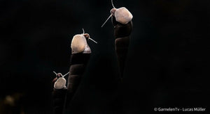 Teufelsdornschnecke - Faunus ater - GarnelenTv-Shop

Schwarze Faunus ater mit langem, spitzem Gehäuse

